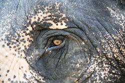 Ein alter Elefant (Fabel)