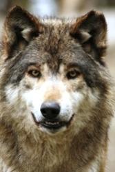 Der Wolf und der Kranich (von Aesop)