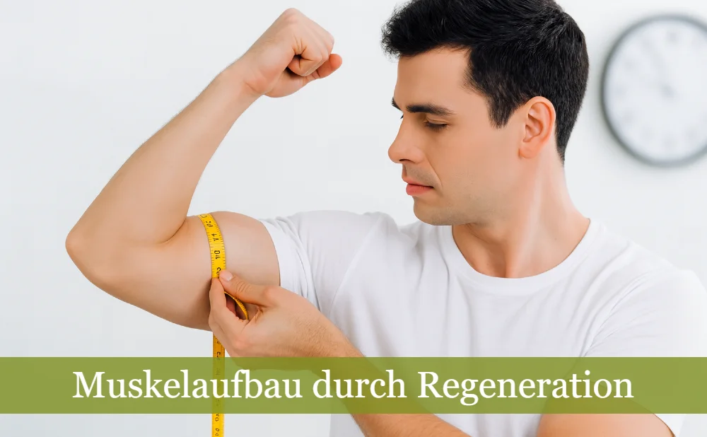Muskelaufbau durch Regeneration