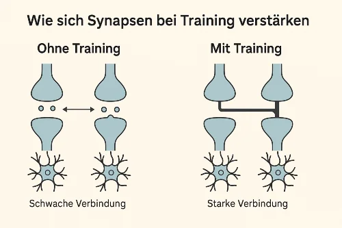 synapsen verbindung training 500