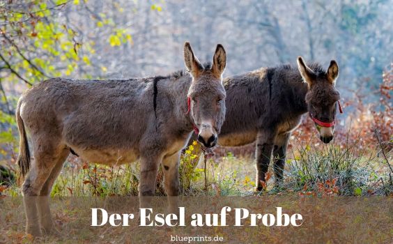 Zwei Esel