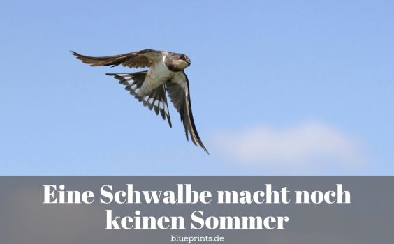 Eine Schwalbe im Flug