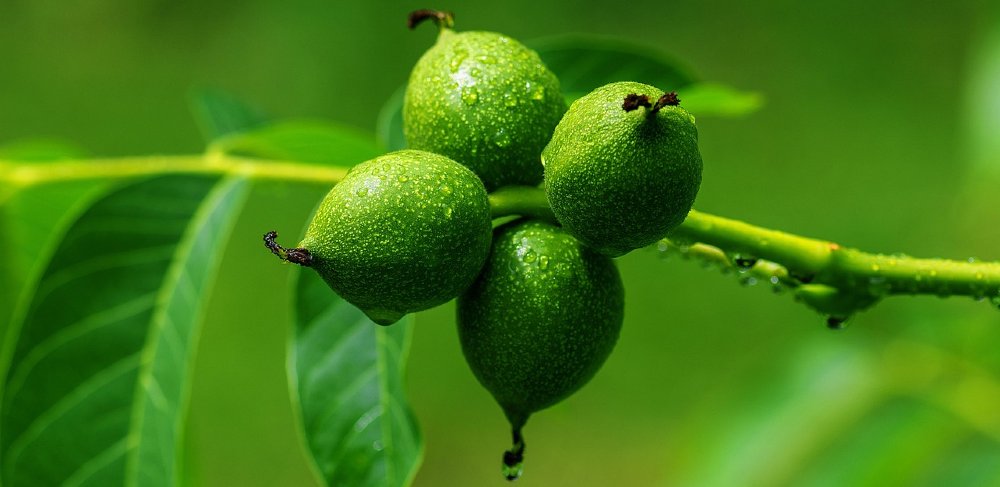 walnuss frucht gruen 1000