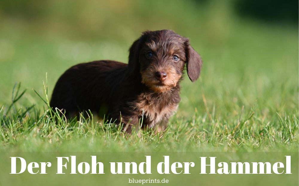 Ein junger Dackel
