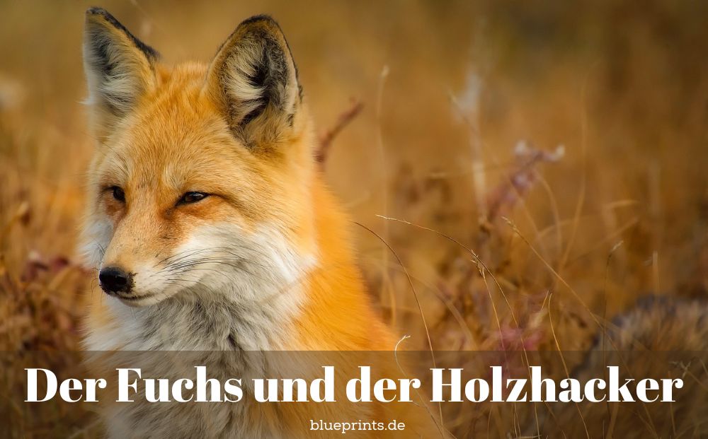 Ein Fuchs beobachtet ...
