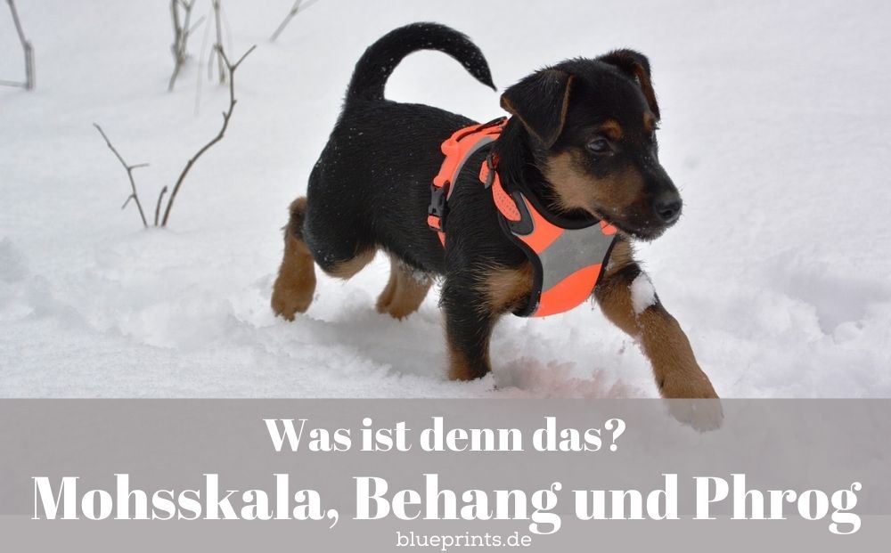 Kleiner Jagdhund im Schnee