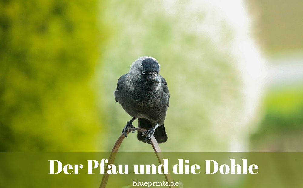 Eine Dohle